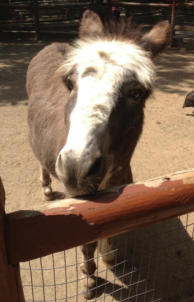 love-and-sushi-how-do-you-spell-the-noise-a-donkey-makes